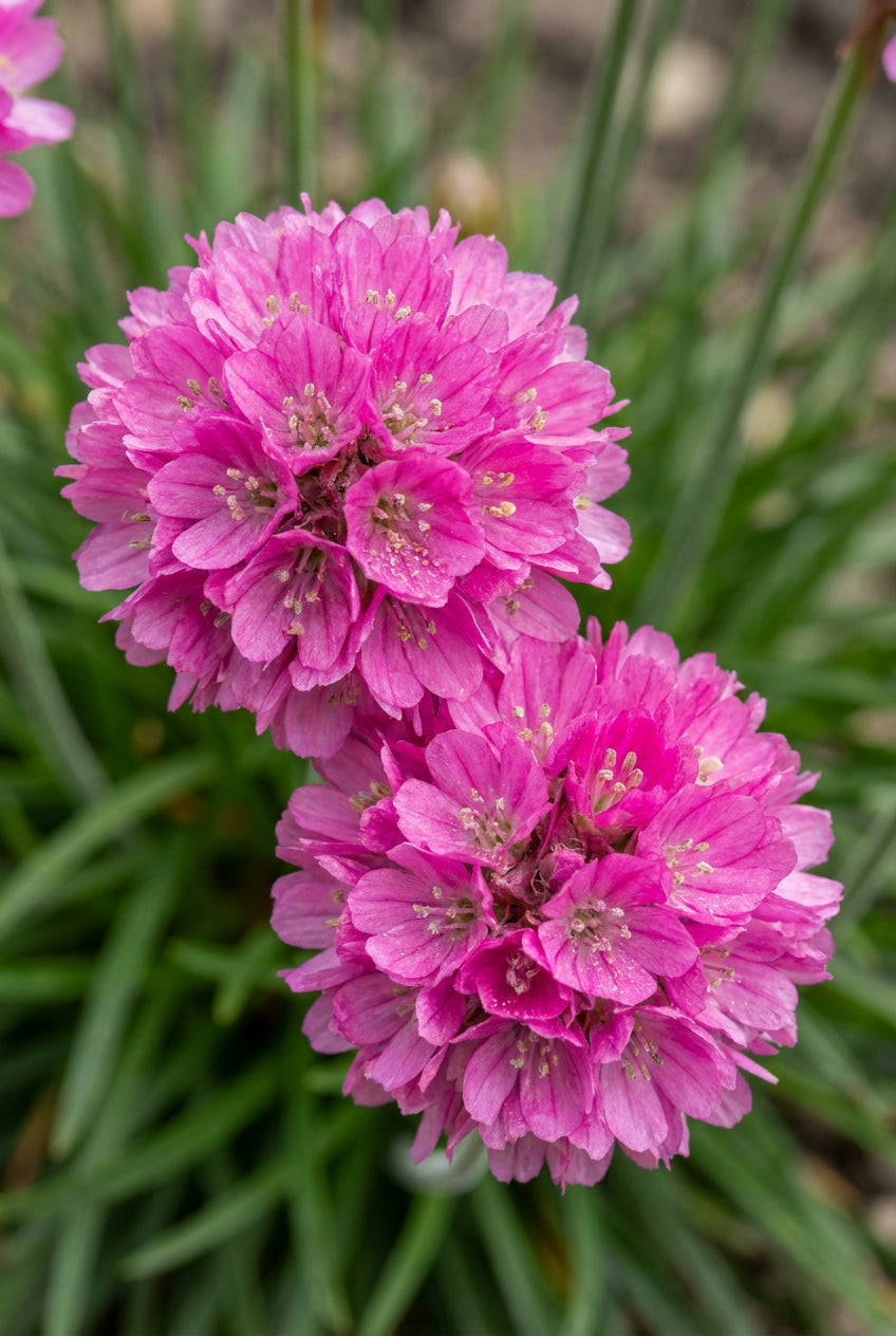 Armeria maritima 'Dusseldorfer Stolz' bloem