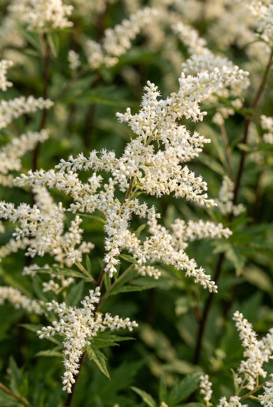 Artemisia lactiflora 'Guizhou' bloem