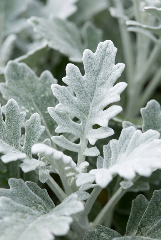 Artemisia stelleriana 'Boughton Silver' blad