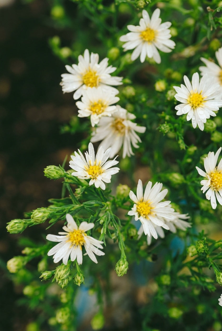 Aster ericoides 'Weisser Zwerg' bloem