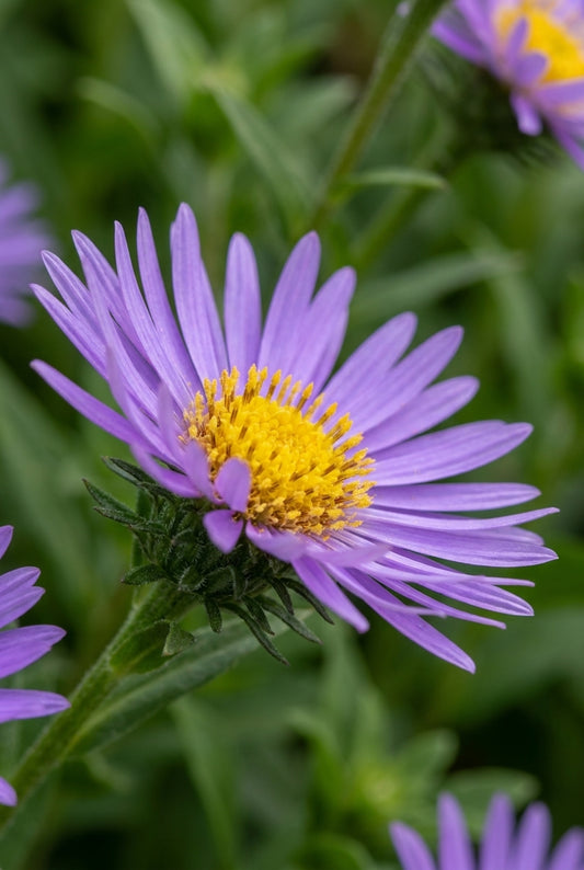 Aster frikartii 'Mönch' bloem