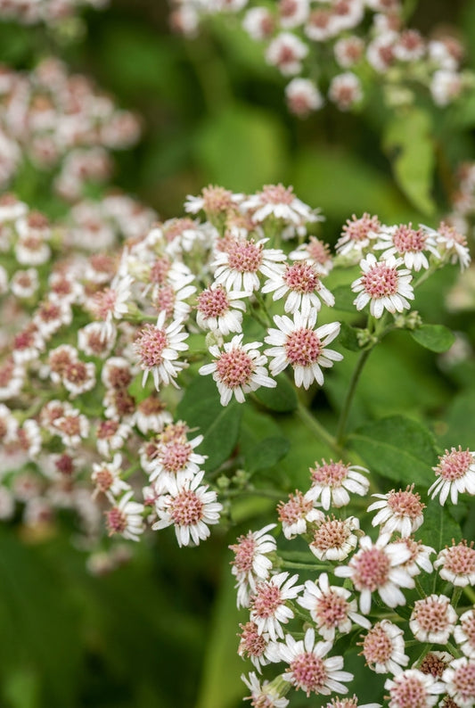 Aster glehnii 'Agleni' bloem