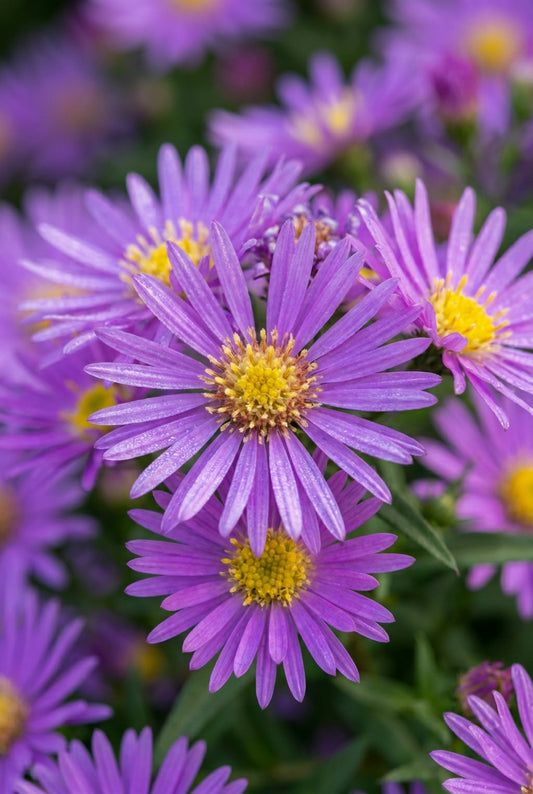 Aster novi-belgii 'Blütenmeer' bloem