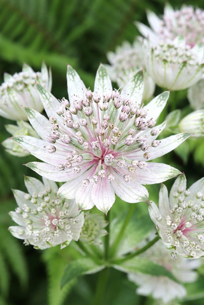 Astrantia major 'Star of Billion' bloem
