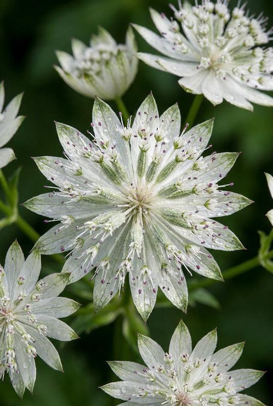Astrantia major 'Superstar' bloem