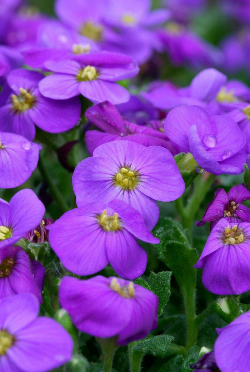 Aubrieta 'Blaumeise' bloem