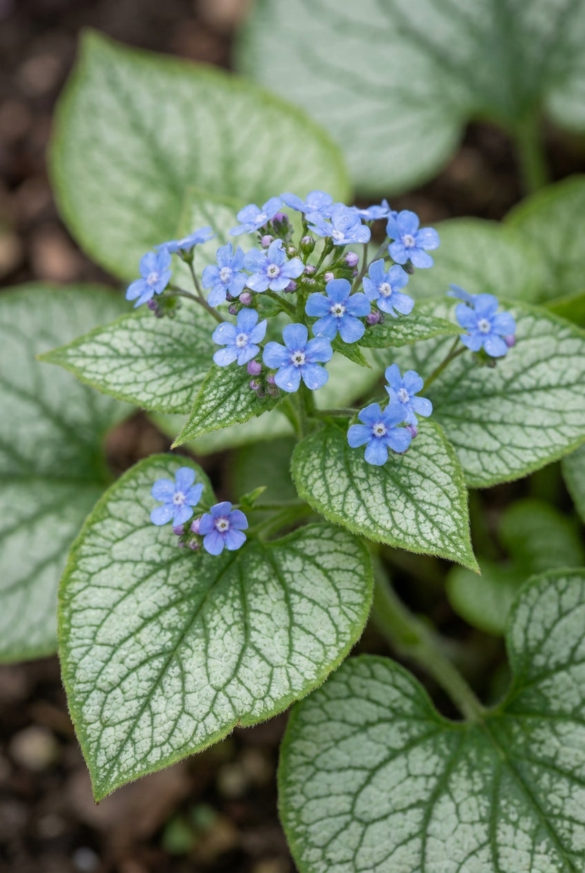 Brunnera macrophylla 'Alexanders Great' bloem