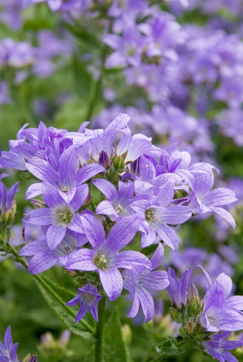 Campanula lactiflora 'Prichard's Variety' bloesem