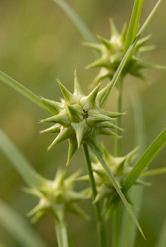 Carex grayi bloem