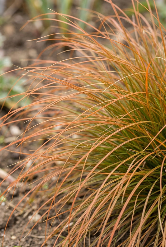 Carex testacea blad