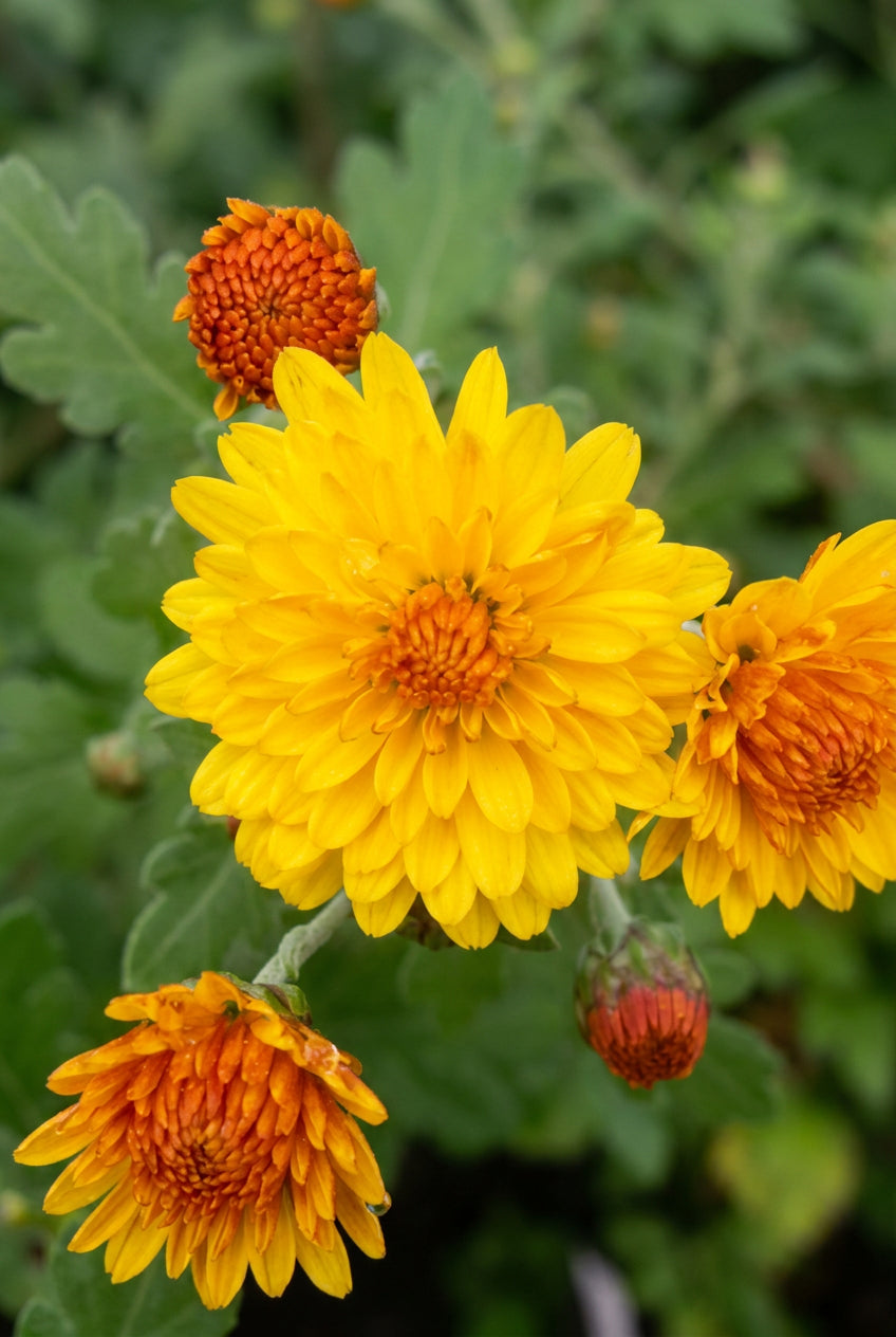 Chrysanthemum (I) 'Bienchen' bloem