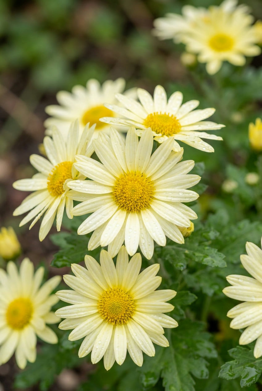 Chrysanthemum (I) 'Lichtkuppel' bloem