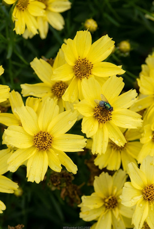Coreopsis 'Crembru' bloem