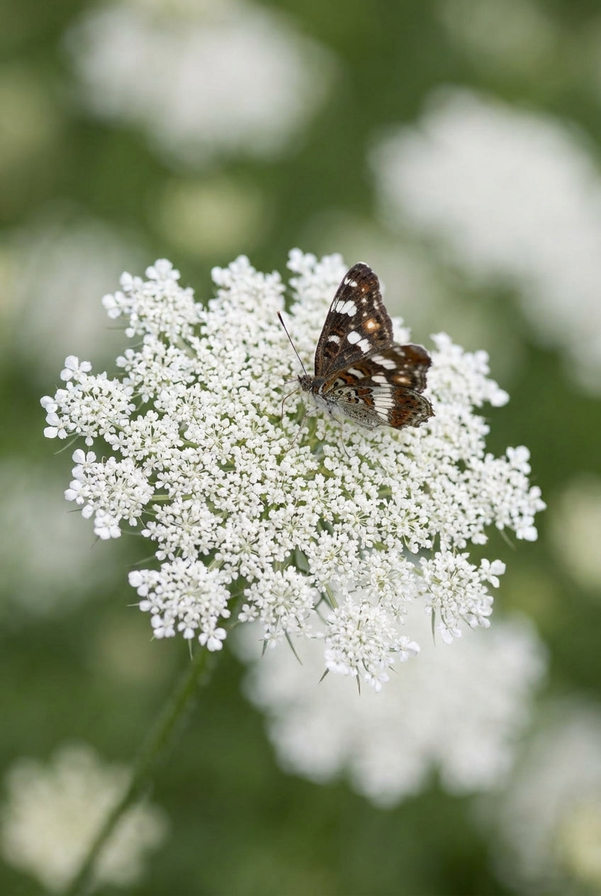 Daucus carota bloem