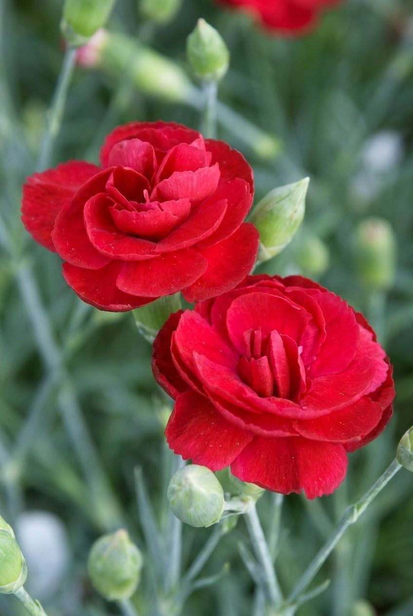 Dianthus (PL) 'Desmond' bloem
