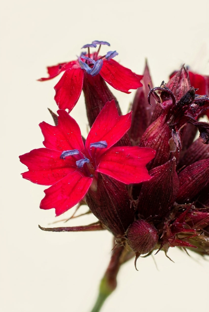 Dianthus cruentus bloem
