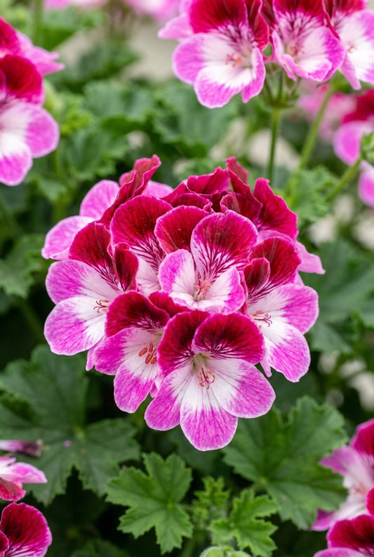 Dianthus gratianopolitanus 'Bombardier' bloem