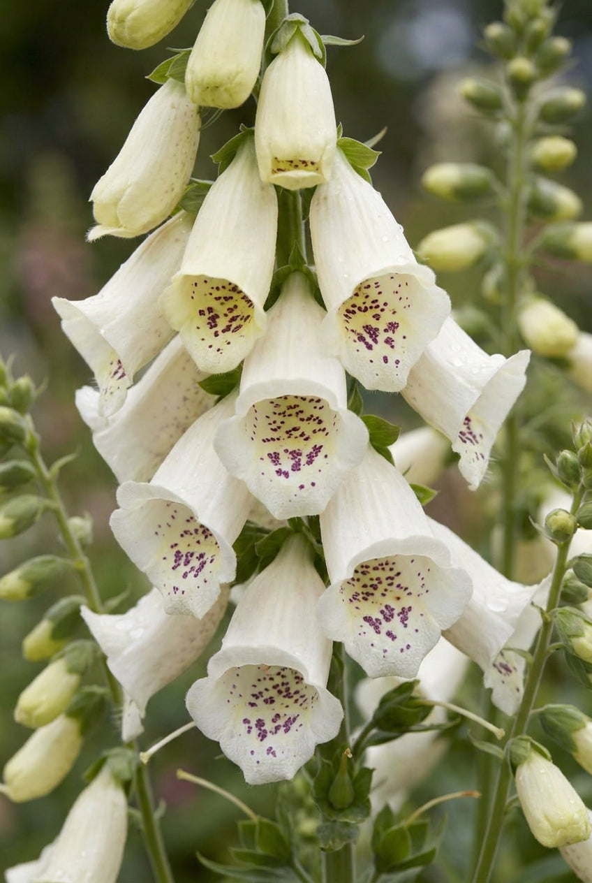 Digitalis purpurea 'Snow Thimble' bloem
