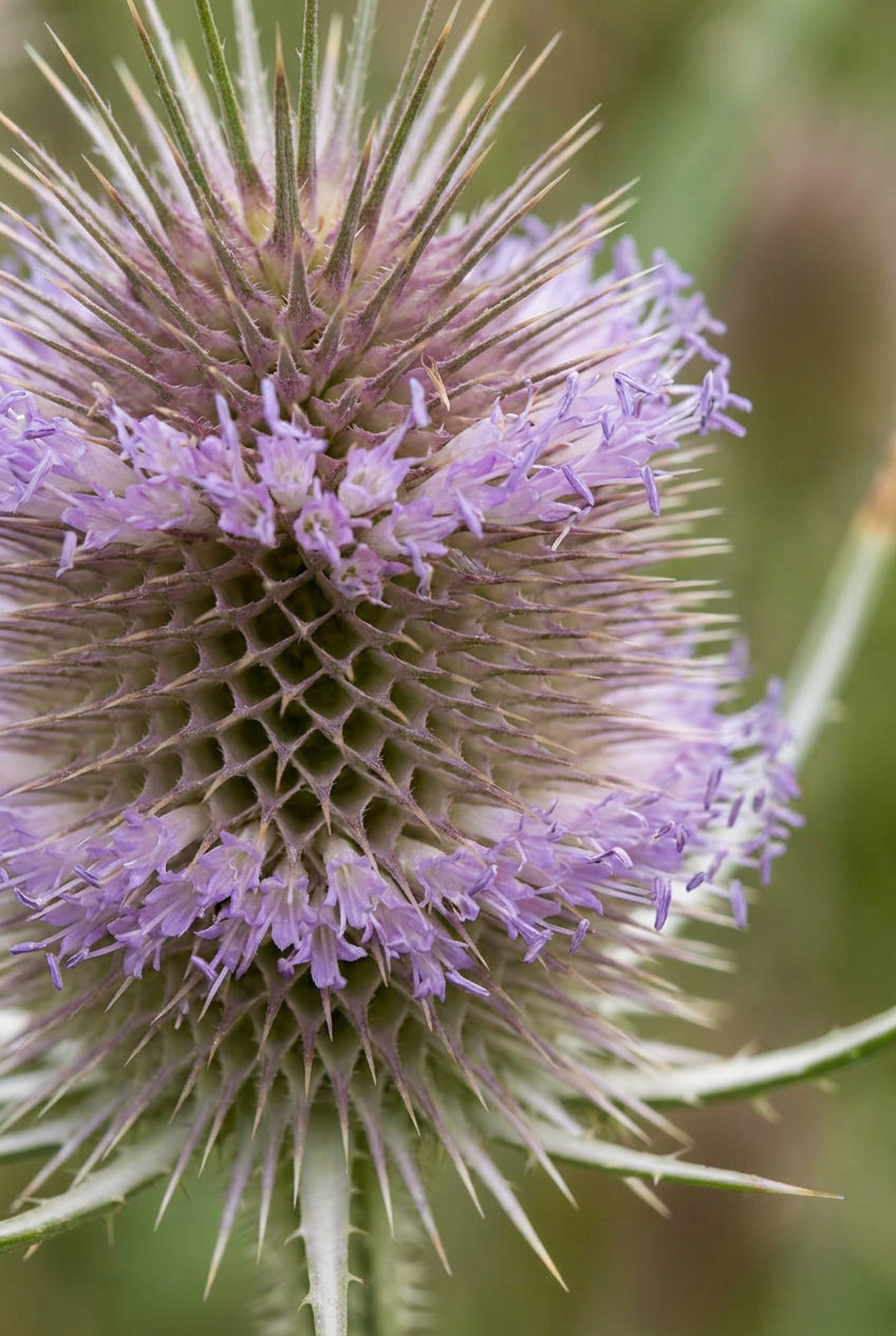 Dipsacus fullonum bloem