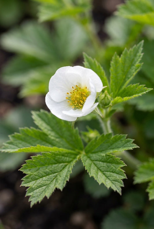 Drymocallis rupestris bloem