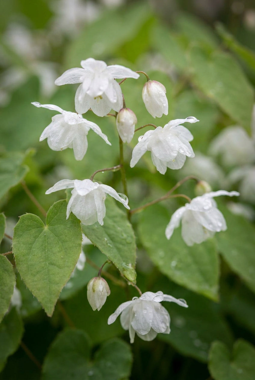 Epimedium 'Alabaster' bloem