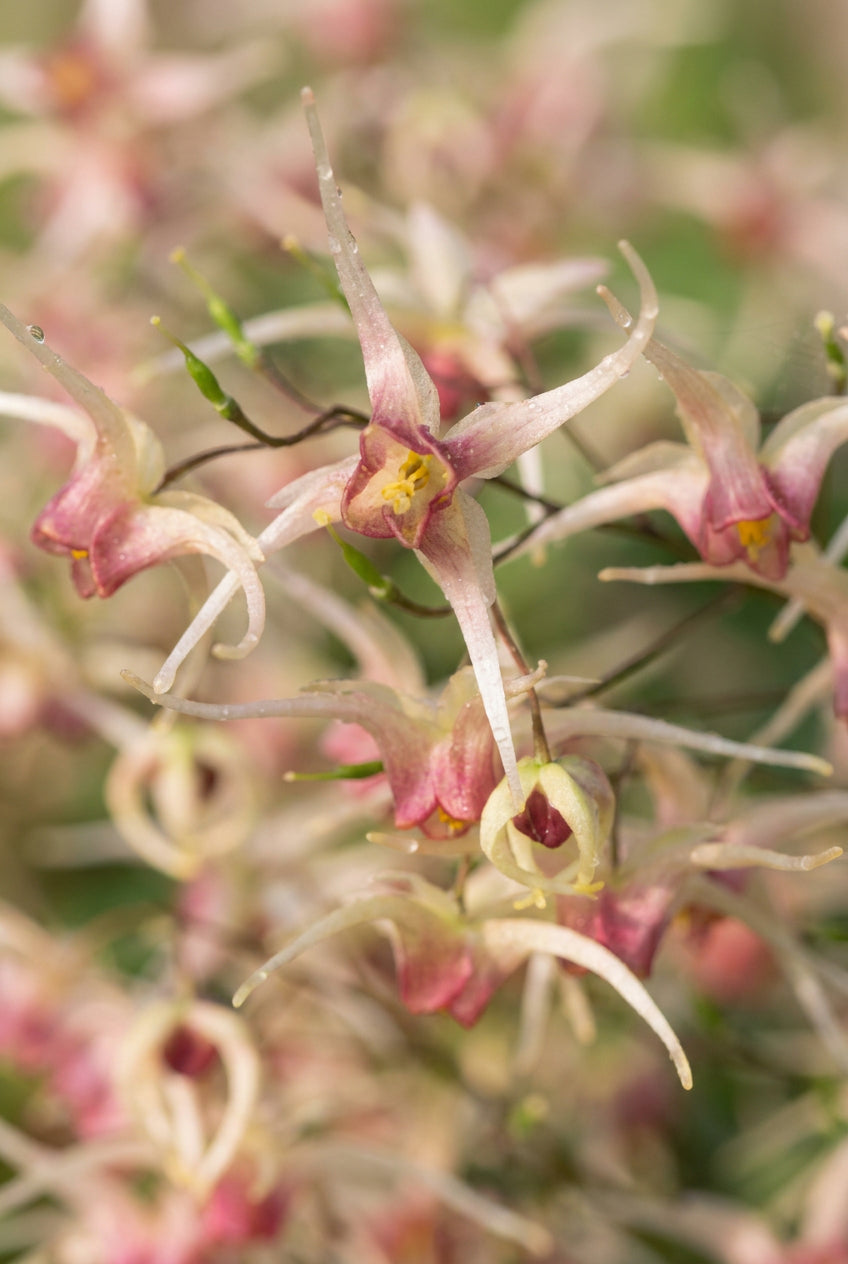 Epimedium 'Domino' bloem