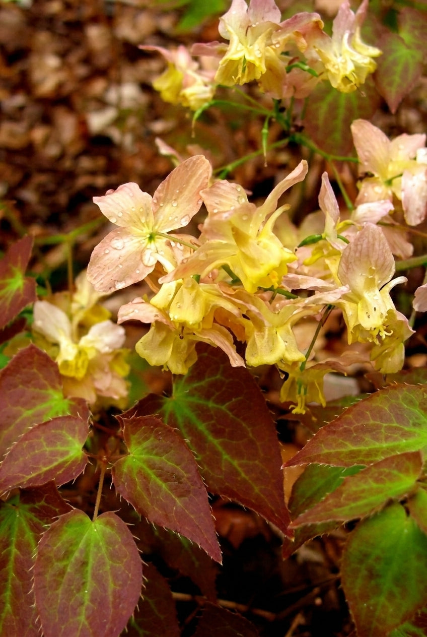 Epimedium versicolor 'Cupreum' bloem
