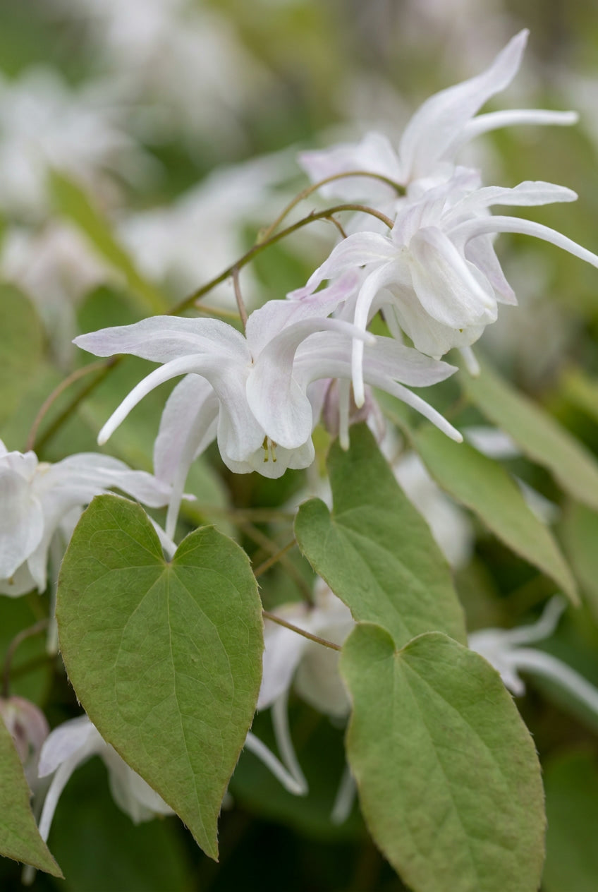 Epimedium youngianum 'Yenomoto' bloem