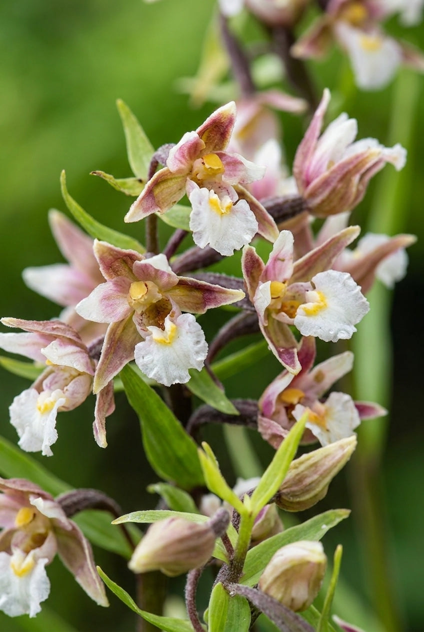 Epipactis palustris bloem
