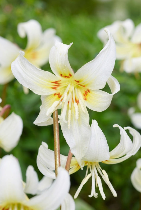 Erythronium 'White Beauty' bloem