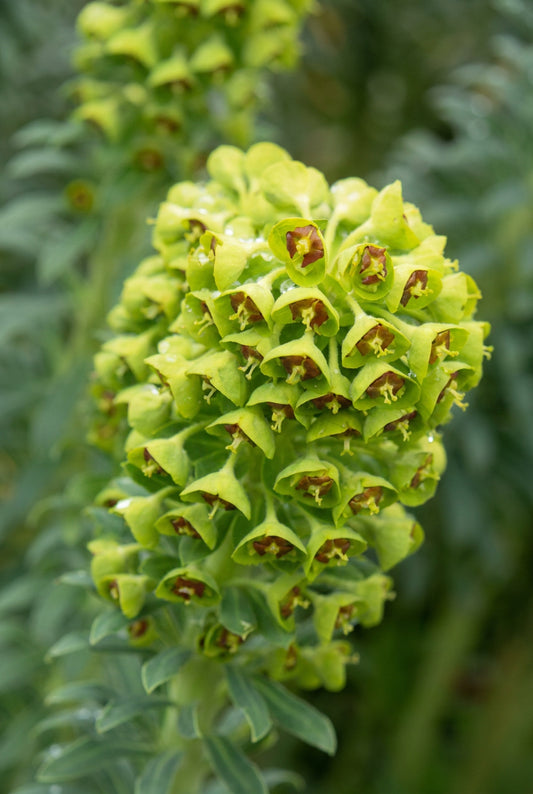 Euphorbia characias 'Portuguese Velvet' bloem