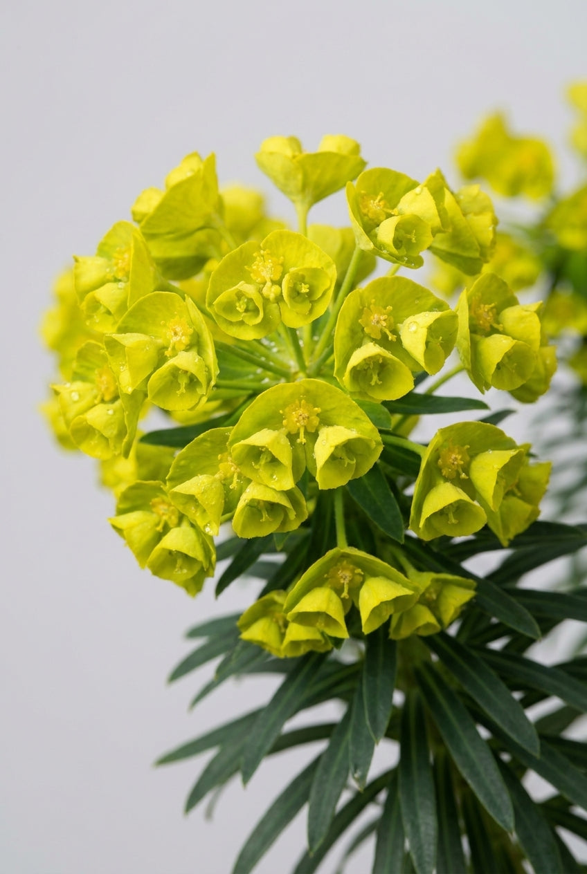 Euphorbia characias 'Purple and Gold' bloem