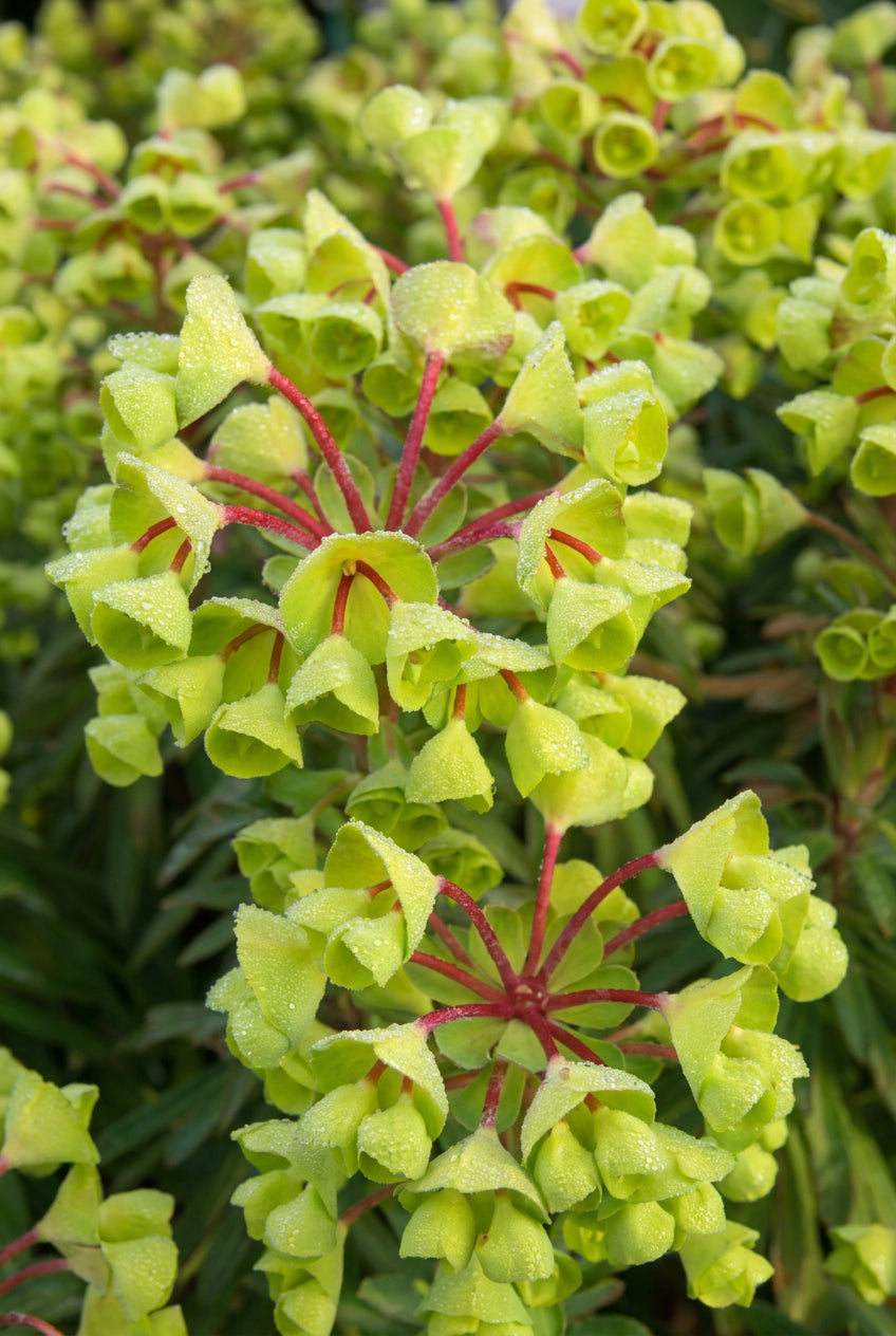 Euphorbia 'Charam' bloem