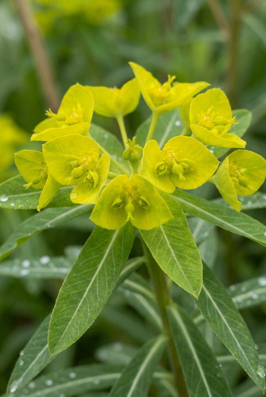 Euphorbia palustris 'Walenburg's Glorie' bloem