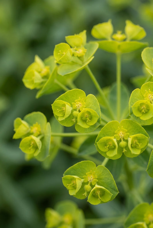 Euphorbia seguieriana niciciana bloem
