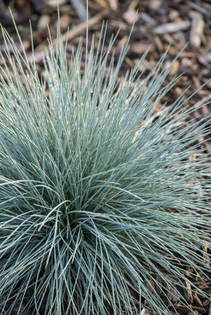 Festuca glauca blad