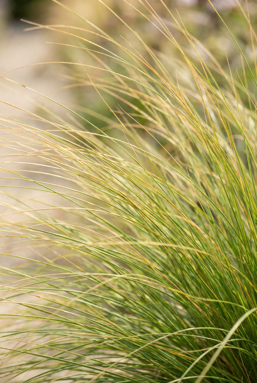 Festuca mairei blad