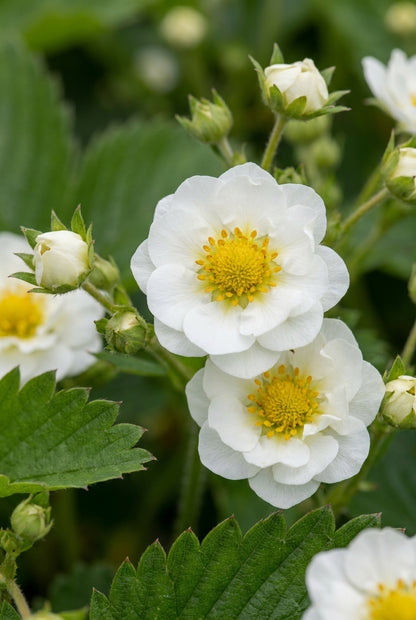 Fragaria vesca 'Plena' bloem