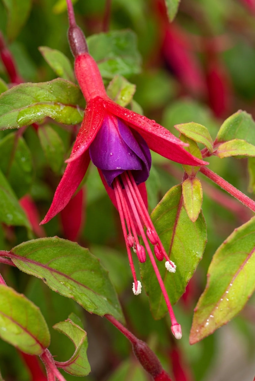 Fuchsia magellanica 'Aurea' bloem
