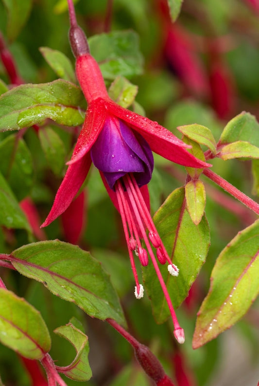 Fuchsia magellanica 'Aurea' bloem