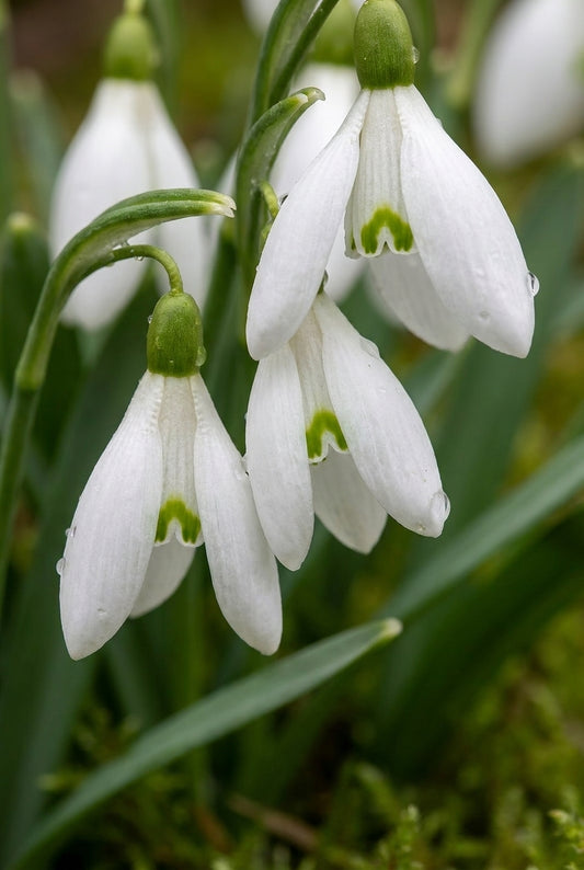 Galanthus elwesii bloem