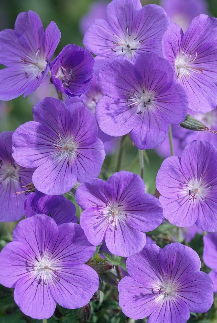 Geranium 'Brookside' bloem