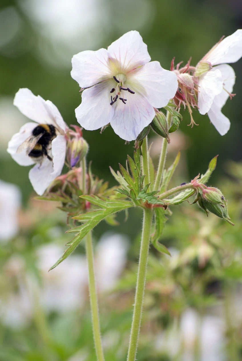 Geranium cantabrigiense 'St Ola' bloem