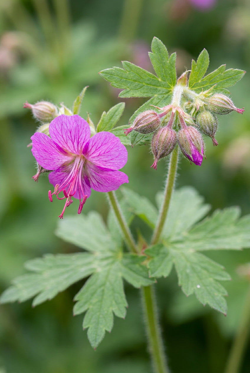 Geranium macrorrhizum 'Bevan's Variety' bloem