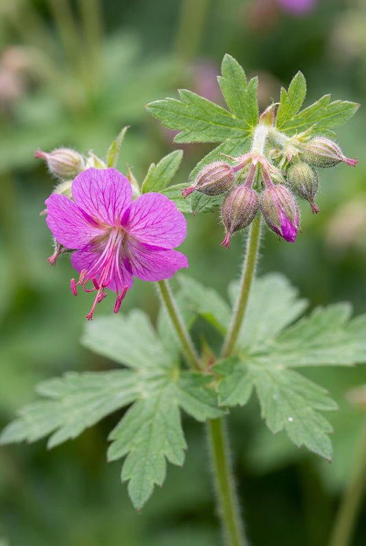 Geranium macrorrhizum 'Bevan's Variety' bloem