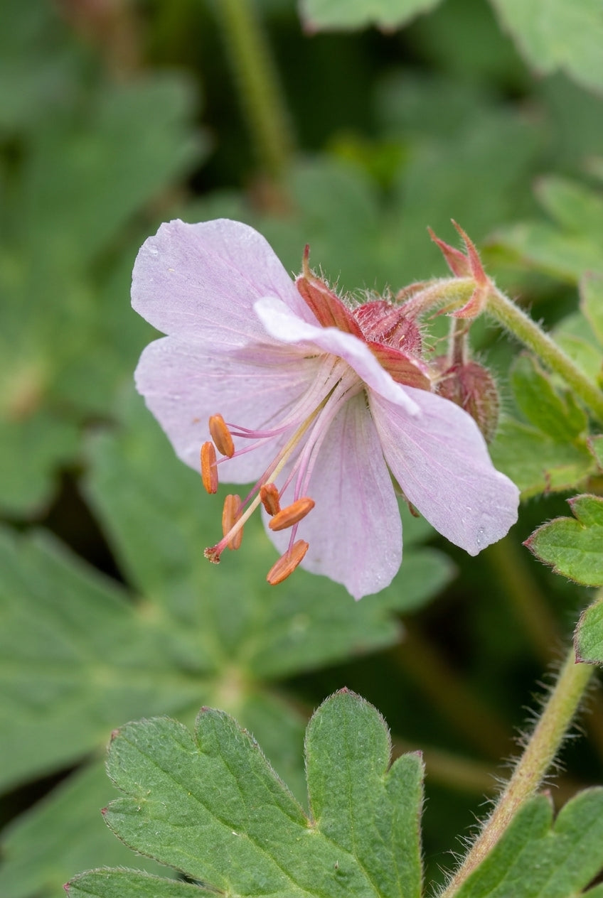 Geranium macrorrhizum 'Ingwersen's Variety' bloem
