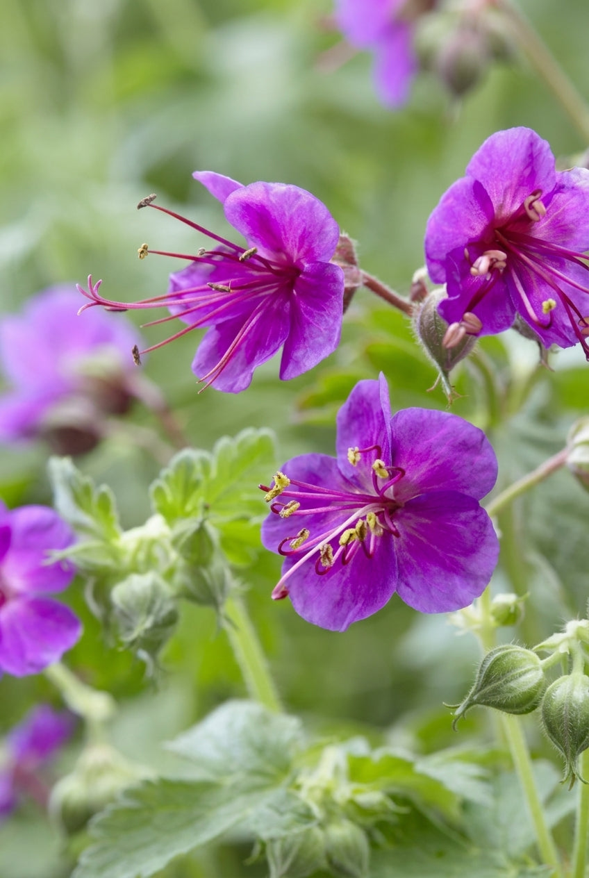 Geranium macrorrhizum bloem