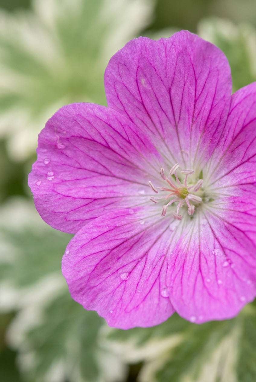 Geranium oxonianum 'Rödbylund' bloem