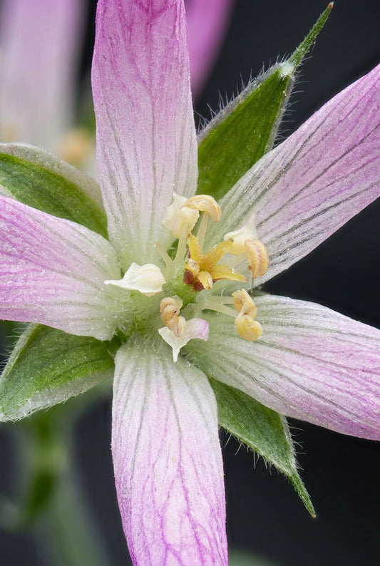 Geranium oxonianum 'Sherwood' bloem