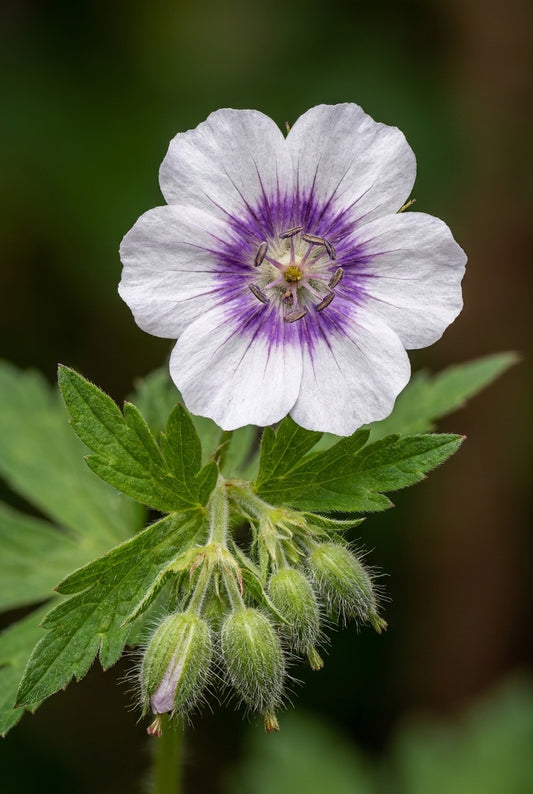Geranium phaeum 'Wendy's Blush' bloem